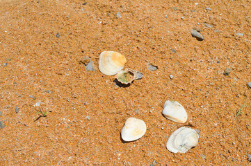 Fototapeta na wymiar outdoors summer season coastline, close up of seashell on the beach