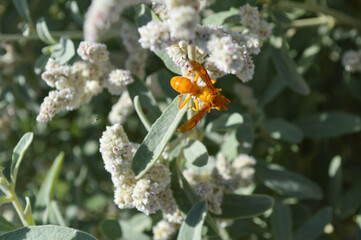 close up of yellow wasp hornet insect on kapok bush leaf  aerva persica plant, nature wild life animal background