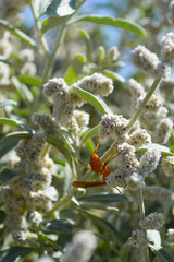close up of wasp hornet insect on kapok bush leaf  aerva persica plant, nature wild life animal background