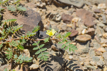 plant growing in the ground outdoors green bindii, yellow wild flower puncture vine