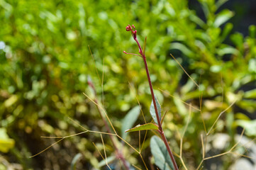 red flower in spring, natural outdoors grass background