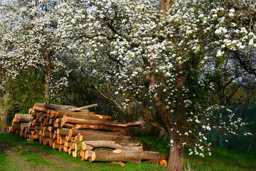 Obstbaumblüte und Holzstoß 