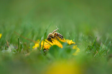 Biene auf Löwenzahn mit Pollen auf dem Körper