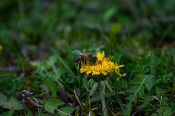 Biene auf Löwenzahn mit Pollen auf dem Körper