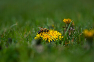 Biene auf Löwenzahn mit Pollen auf dem Körper
