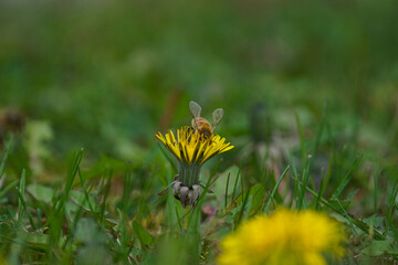 Biene auf Löwenzahn mit Pollen auf dem Körper