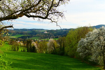 Landschaftsidyll mit Streuobstwiesen, Niederösterreich