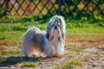Cute shih tzu dog on the garden lawn