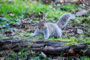 Naklejka na ściany i meble A close up of a grey squirrel in Sussex, with a shallow depth of field