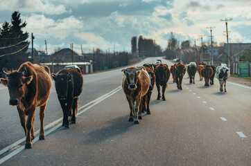 Herd of cows walks along road in Kyrgyzstan, Central Asia