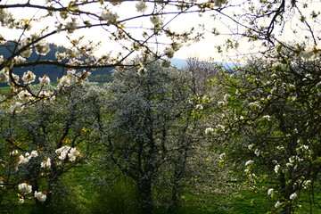 Frühling mit Obstbaumblüte
