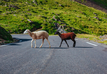 Two sheep crossing the road in the mountains
