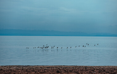Flock of birds takes off from surface of the lake