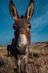 Donkey in the field in spring, close up view