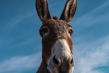 Donkey portrait on blue sky background