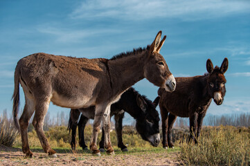Naklejka na ściany i meble Donkeys grazing in the field in spring