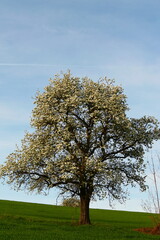 Obstbaumblüte, Niederösterreich