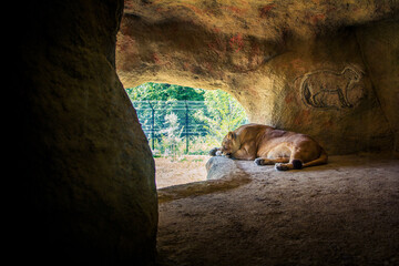 Lioness in a cave