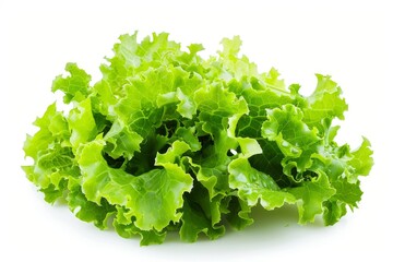 Lettuce on white background with text