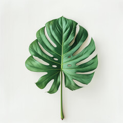 Monstera Deliciosa: Green Leaf in Natural Style on Pure Background.
Minimalist Art: Green Monstera Deliciosa Leaf on White Background.