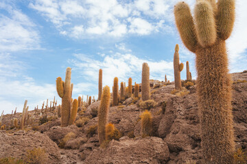 Beautiful cactus on Incahuasi island on Salar de Uyuni salt flats, Bolivia