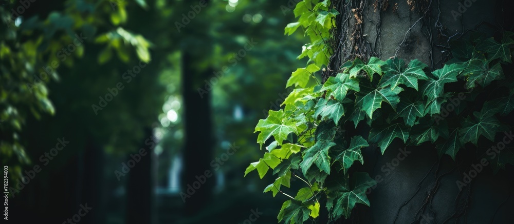 Poster tree trunk with winding vine