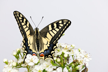 Portrait of Papilio machaon or old world swallowtail, large European butterfly .