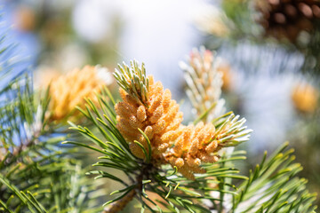 Naklejka na ściany i meble Blossom of Pinus mugo. Male pollen producing strobili. New shoots in spring of dwarf mountain pine. Conifer cone. Yellow cluster pollen-bearing male cones or microstrobile of Creeping pine. Soft focus