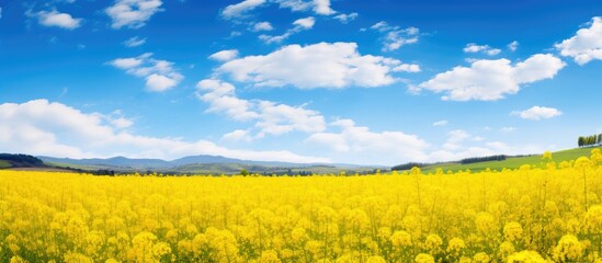 Full bloom of mustard flowers in a sunny field