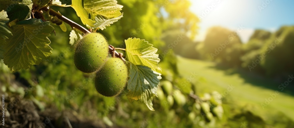 Poster clusters of green kiwi fruits hanging from tree branches