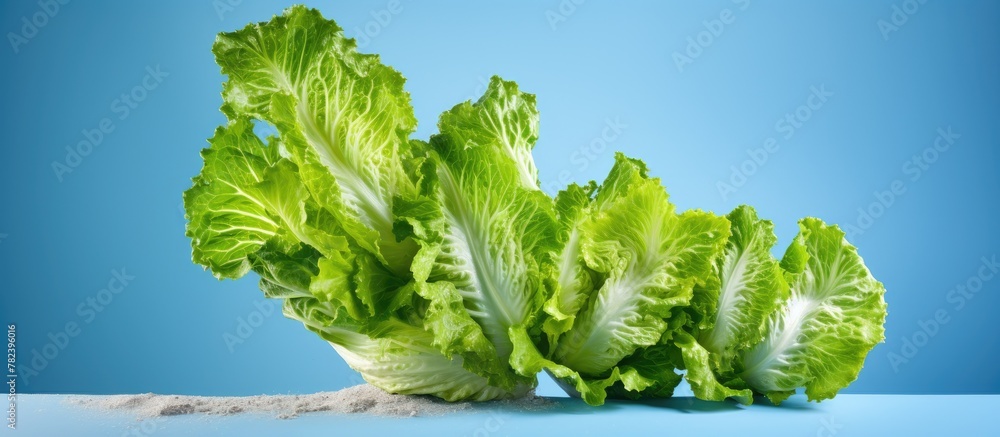 Wall mural Fresh lettuce on blue background