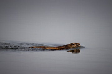 A muskrat swims in the calm water with reflection perpendicular to the camera lens on a sunny...