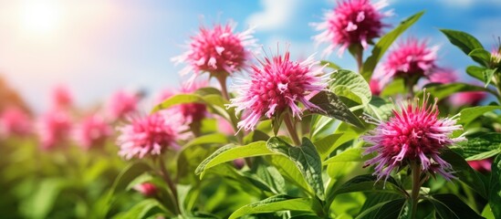 Field of wild bergamot flowers under bright sun