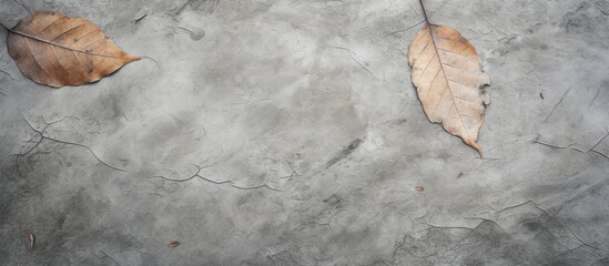 Two dry leaves on cracked concrete - obrazy, fototapety, plakaty