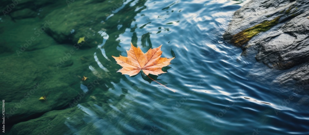 Aufkleber leaf floating on water near rocks
