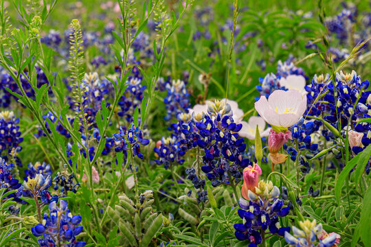 In this close-up photograph, the intricate details of Texas bluebonnets and pink primrose wildflowers are showcased.