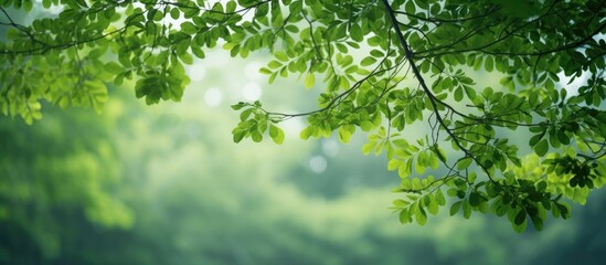Fototapeta na wymiar Green leaves on a tree branch