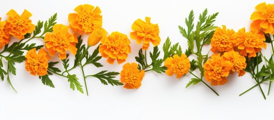 Orange flowers on white surface