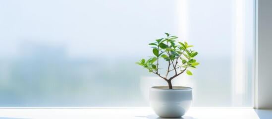 Green plant pot windowsill closeup