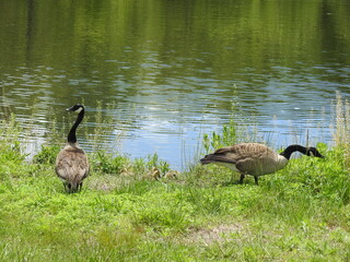 A pair of Canadian geese, one foraging the wetlands for food, while the other watches for danger. Bombay Hook National Wildlife Refuge, Kent County, Delaware.