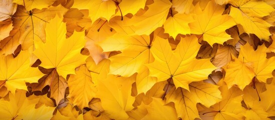 Naklejka na ściany i meble Yellow leaves closeup