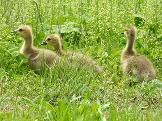 Baby Canadian geese, goslings foraging the wetland vegetation for food. Bombay Hook National...