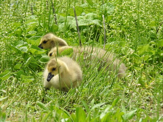 Baby Canadian geese, goslings foraging the wetland vegetation for food. Bombay Hook National Wildlife Refuge, Kent County, Delaware. 