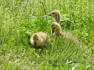 Baby Canadian geese, goslings foraging the wetland vegetation for food. Bombay Hook National...