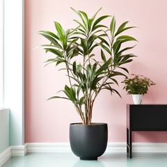 Collection of exotic house plants in different ceramic pots on floor near pastel pink wall. Home gardening and decor. Love nature, green house. Background, banner, poster with copy space