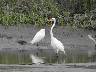 A great egret, and a snowy egret, residing together within the wetlands of the Bombay Hook National Wildlife Refuge, Kent County, Delaware.