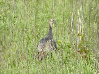 A wild turkey wandering through grasslands of the Bombay Hook National Wildlife Refuge, Kent County, Delaware. 