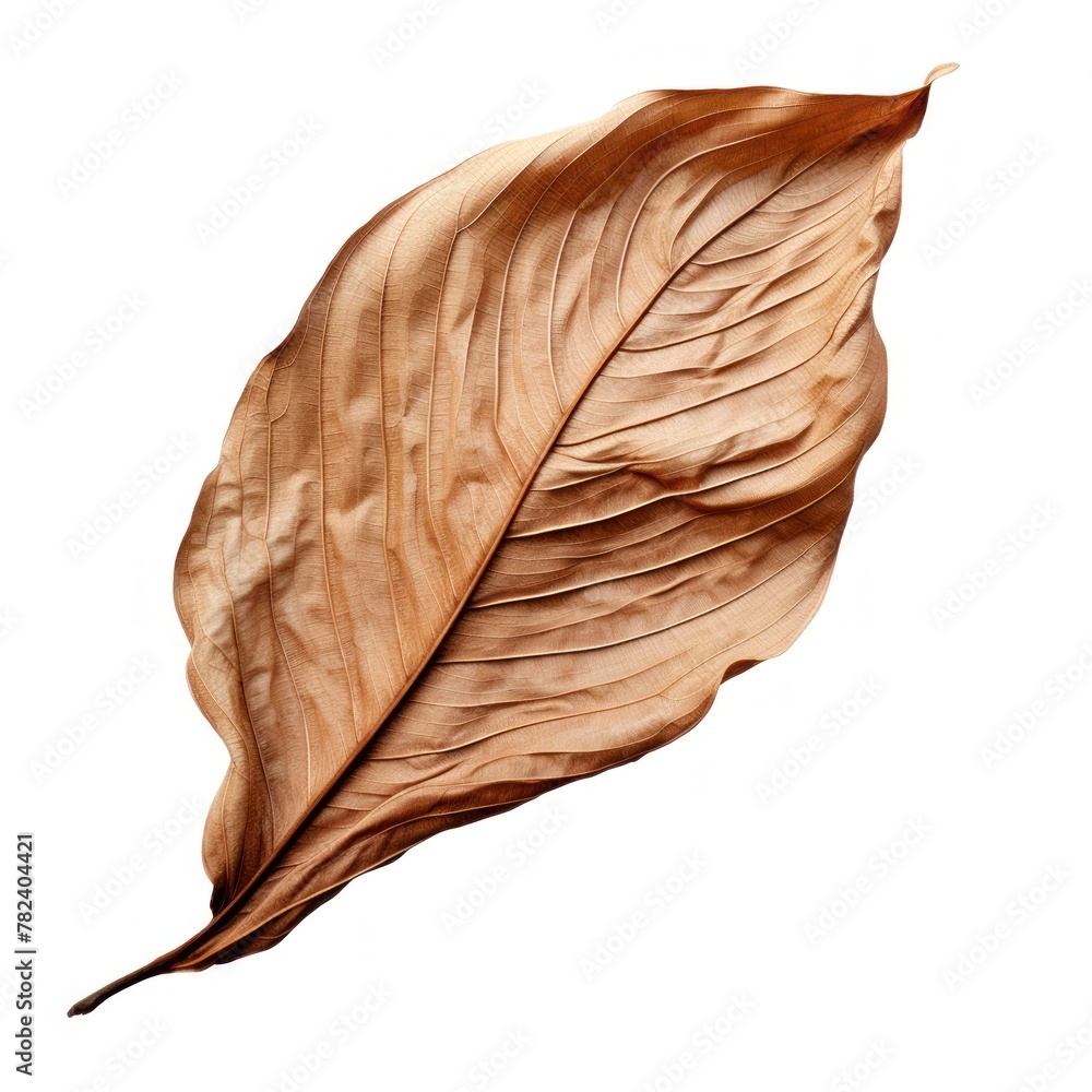 Poster intricate dried leaf on pristine white background generative ai