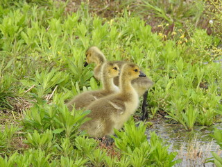 Baby Canadian geese, goslings enjoying a beautiful spring day within the wetlands of the Bombay Hook National Wildlife Refuge, Kent County, Delaware.