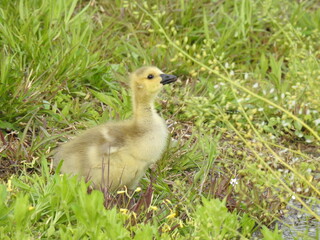 A baby, Canadian goose, gosling enjoying a beautiful spring day within the wetlands of the Bombay Hook National Wildlife Refuge, Kent County, Delaware.